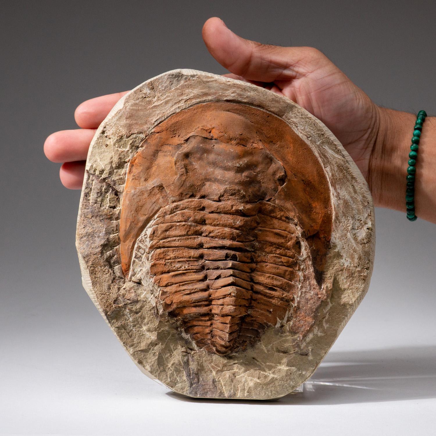 18th Century and Earlier Genuine Andalusiana Paradoxides Trilobite with acrylic display stand (2.8 lbs) For Sale