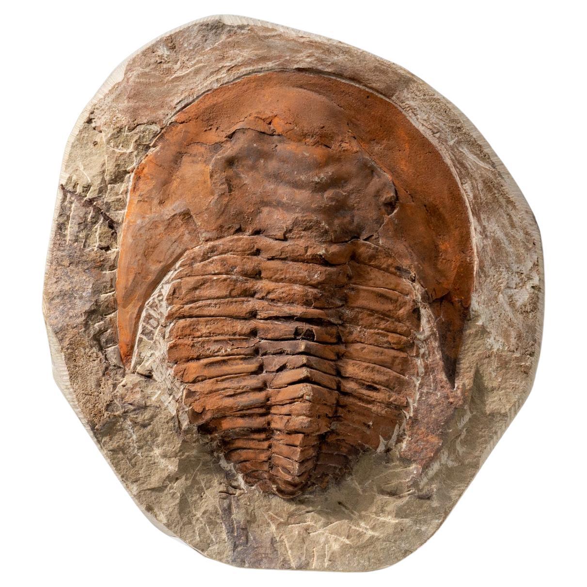 Genuine Andalusiana Paradoxides Trilobite with acrylic display stand (2.8 lbs)