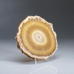 Genuine Aragonite Stalactite Slice from Mexico (280 grams)