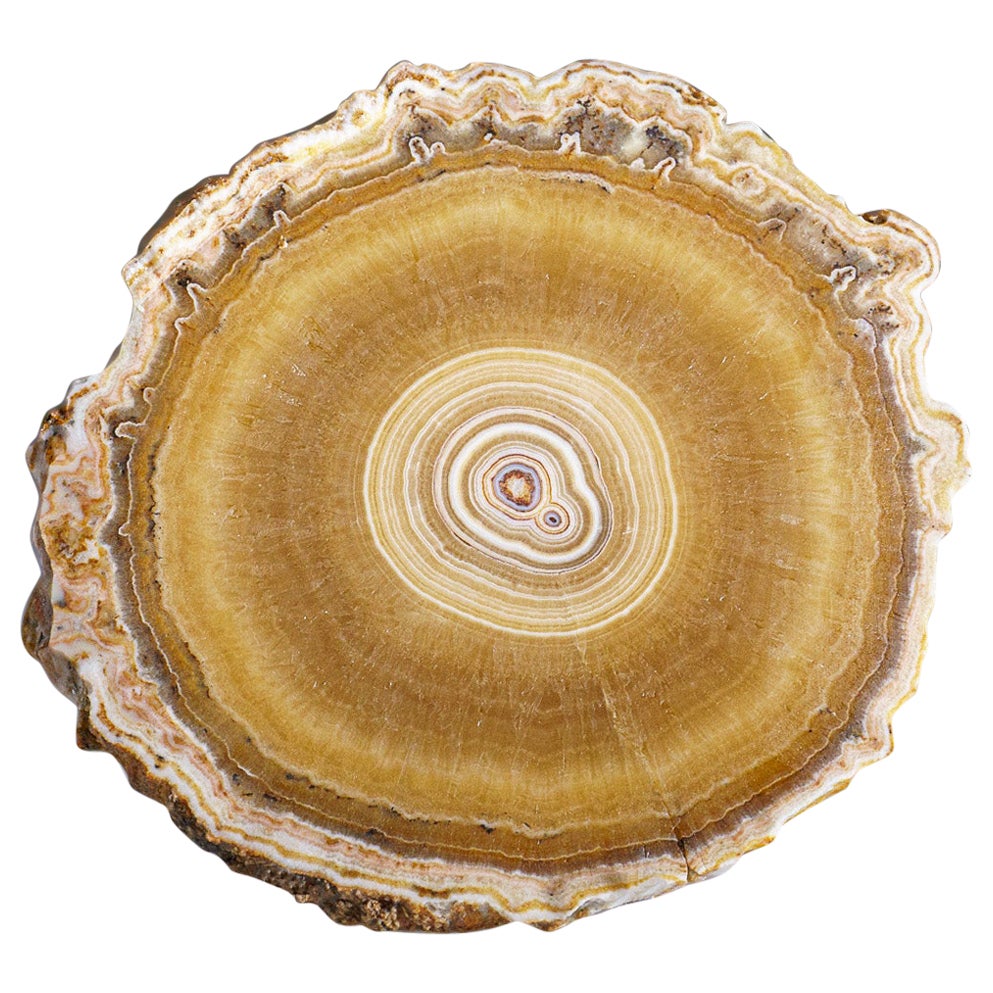 Ein echtes Aragonit- Stalactit-Slice aus Mexiko (280 Gramm)