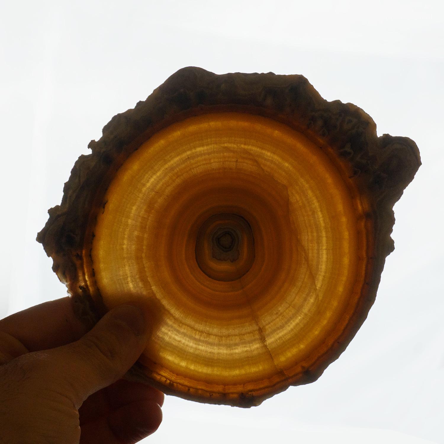Other Genuine Aragonite Stalactite Slice from Mexico '311.6 grams' For Sale
