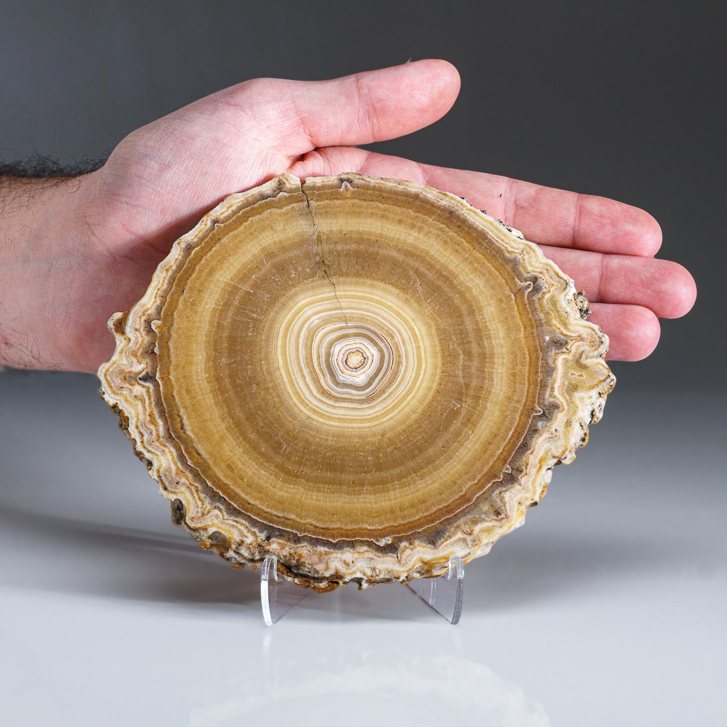 Mexican Genuine Aragonite Stalactite Slice from Mexico (375.5 grams) For Sale