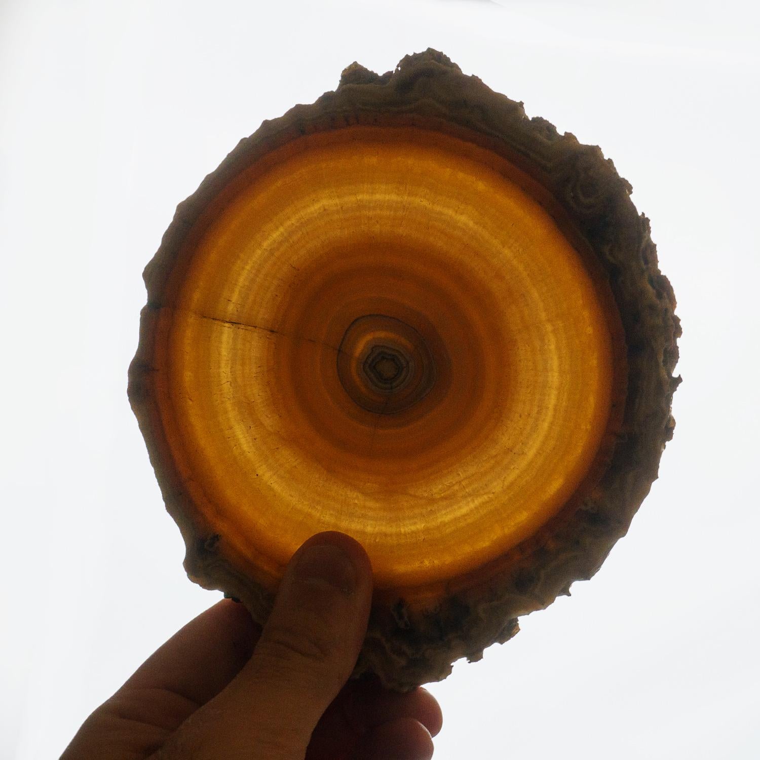 Genuine Aragonite Stalactite Slice from Mexico (375.5 grams) In New Condition For Sale In New York, NY