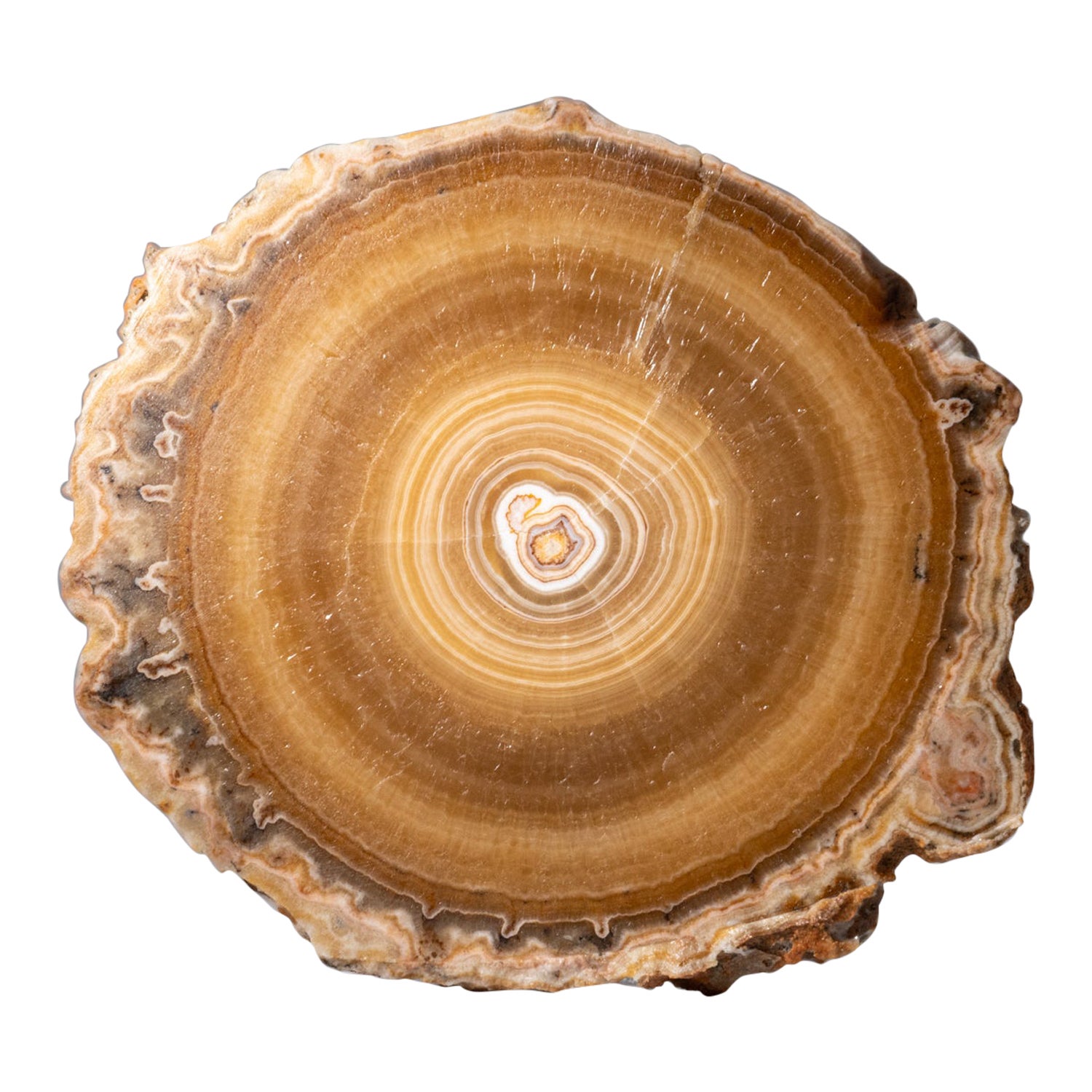 Ein echtes Aragonit- Stalactit-Slice aus Mexiko (398.2 Gramm)