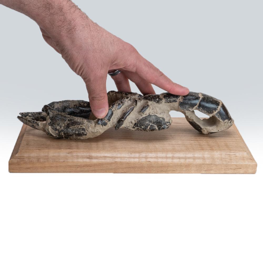 Genuine Arthropod (Crustacean) Lobster on Wooden Display (1 lb) For Sale 2
