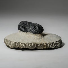 Ein echtes Asaphus-Dreifaches Trilobite in Matrix aus Marokko (341 Gramm)