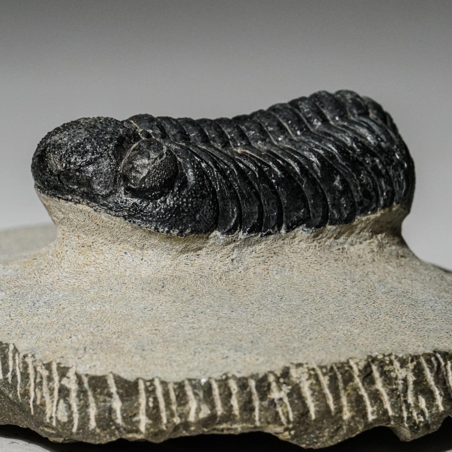 Moroccan Genuine Asaphus intermedius Trilobite in Matrix from Morocco (341 grams) For Sale
