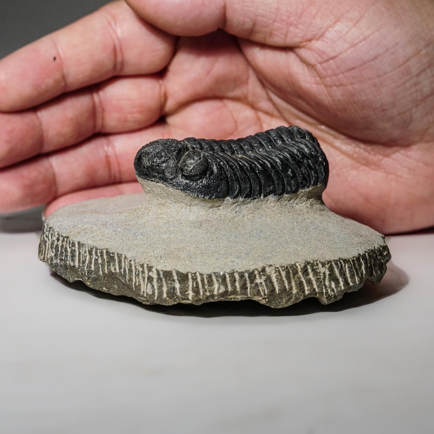 Autentico Trilobite Asaphus intermedius in matrice dal Marocco (341 grammi) In condizioni buone in vendita a New York, NY
