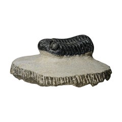 Ein echtes Asaphus-Dreifaches Trilobite in Matrix aus Marokko (341 Gramm)