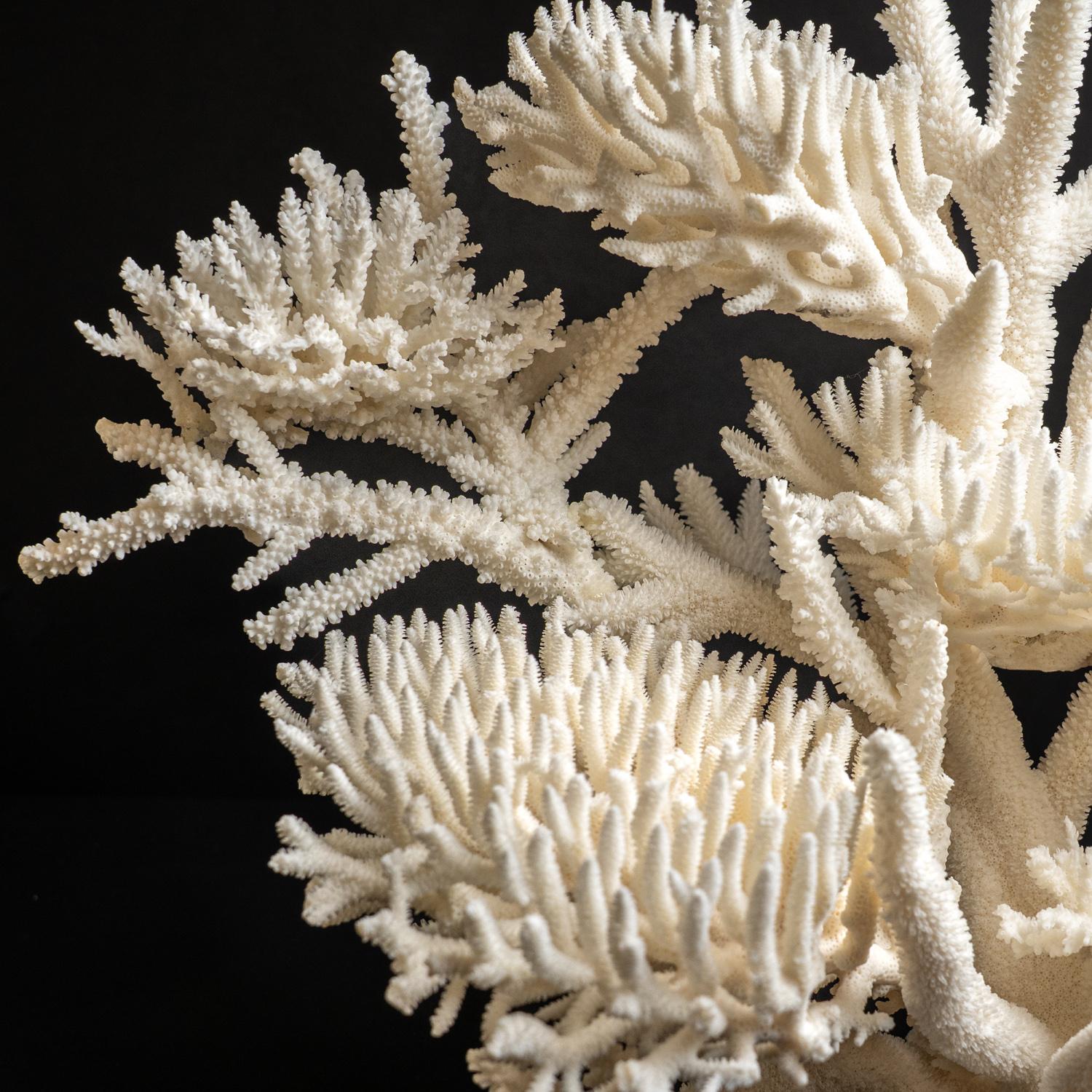 En tant qu'espèce de corail pierreux colonial de la famille des Pocilloporidae, Seriatopora hystrix est communément appelé corail nid d'oiseau mince en raison de sa formation de touffes touffues. On le trouve dans des eaux peu profondes sur les