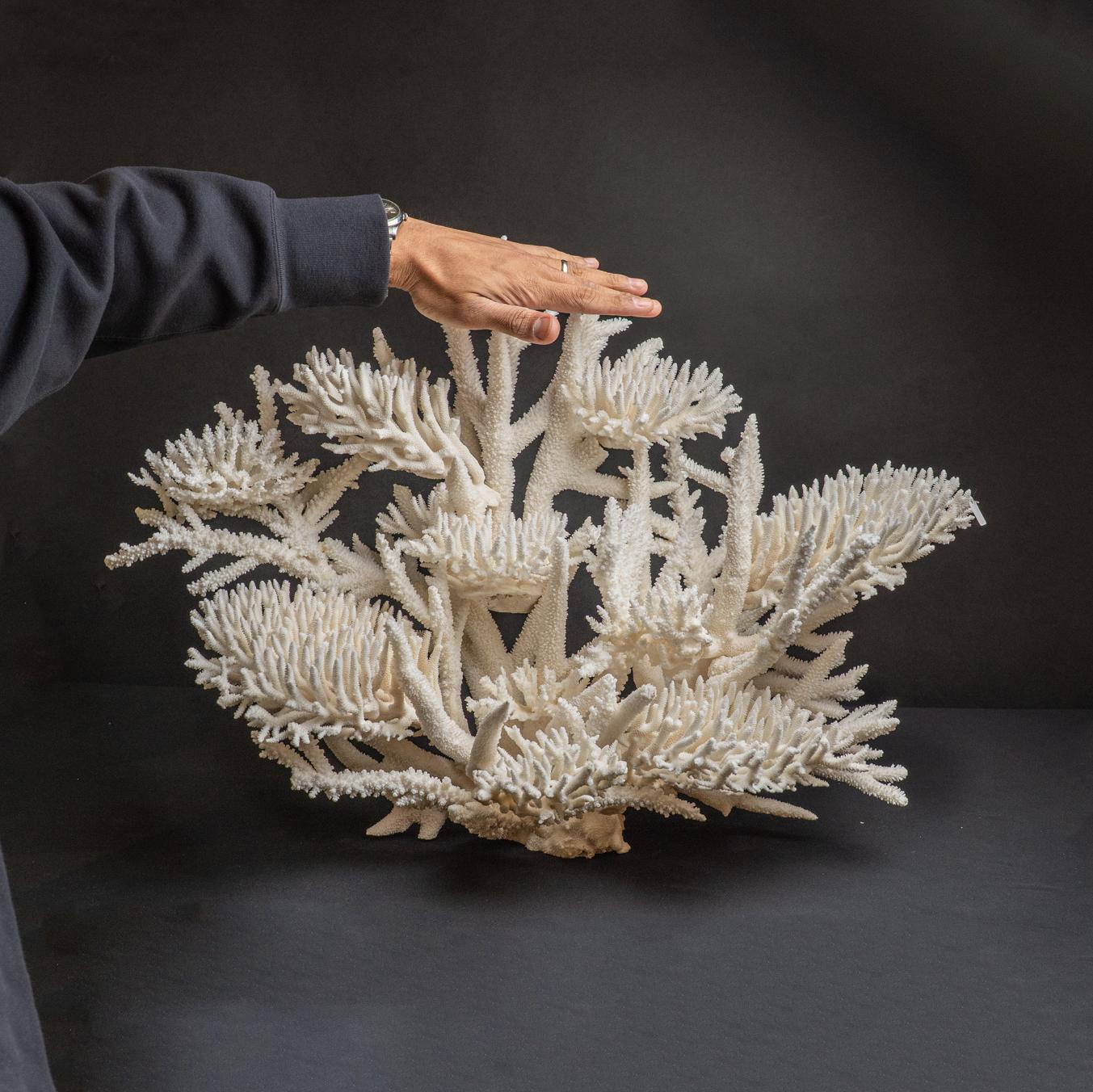 Véritable nid d'oiseau avec Branch Coral (15.5 lbs) Neuf - En vente à New York, NY