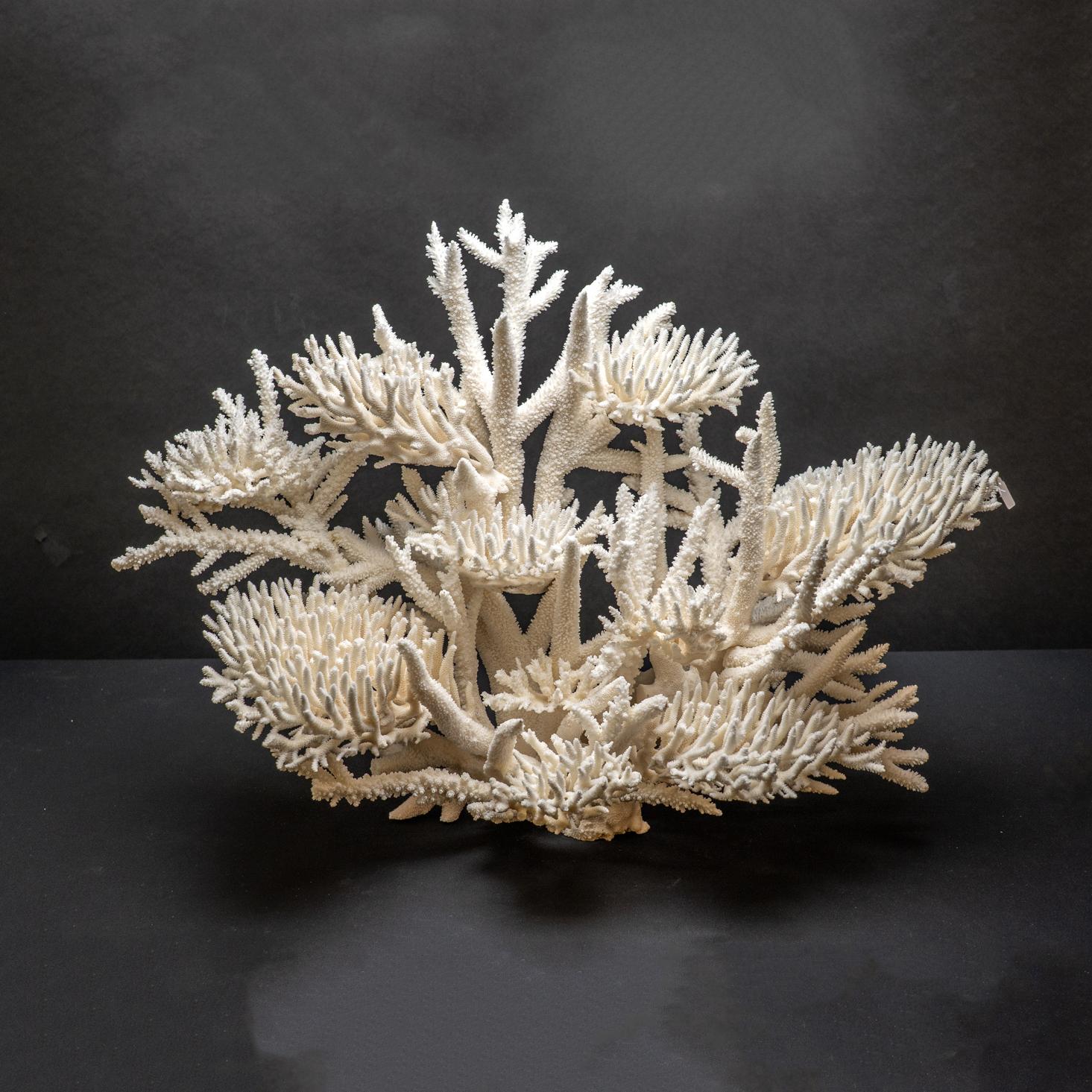 XXIe siècle et contemporain Véritable nid d'oiseau avec Branch Coral (15.5 lbs) en vente