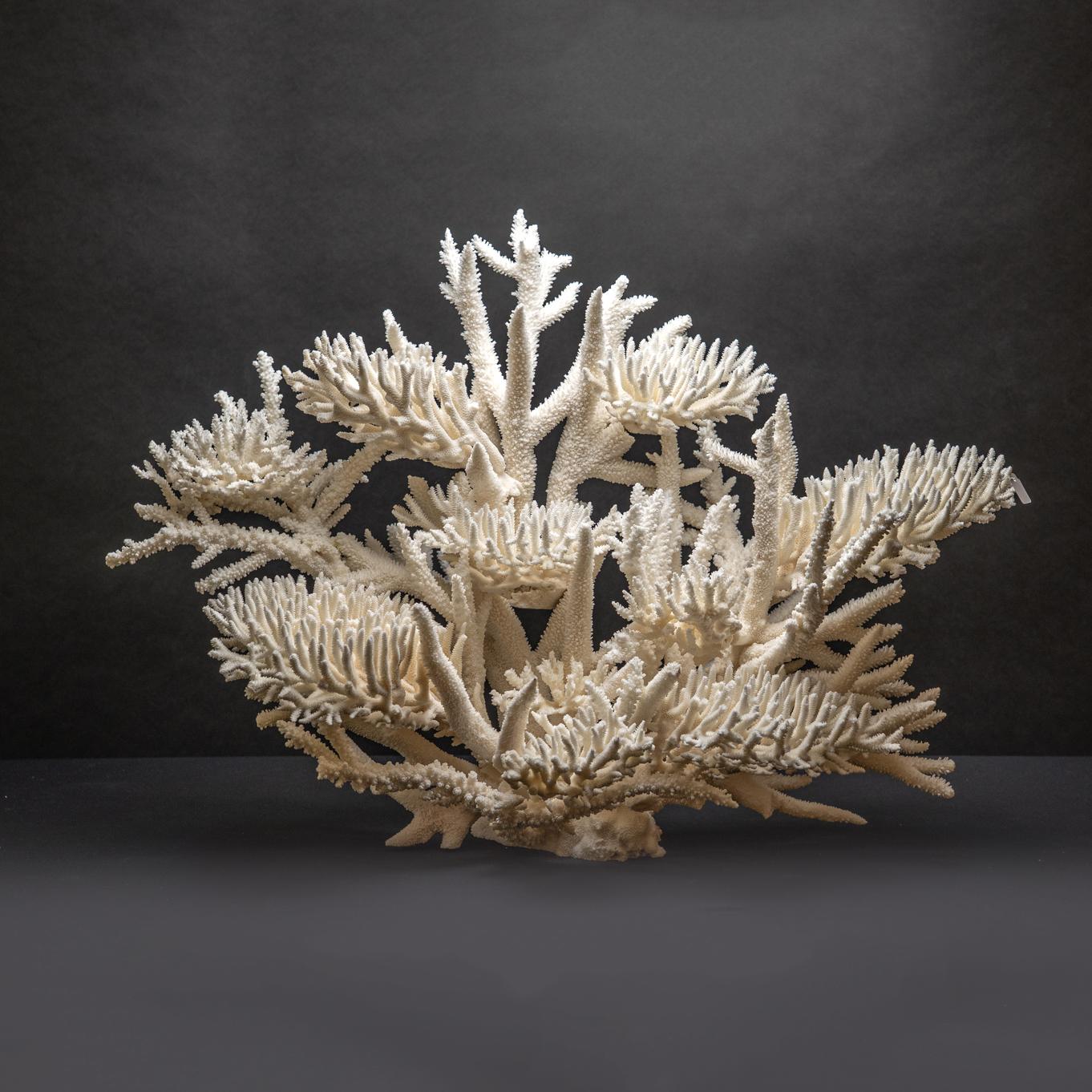 Autre Véritable nid d'oiseau avec Branch Coral (15.5 lbs) en vente