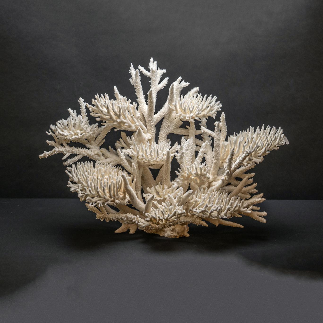 Véritable nid d'oiseau avec Branch Coral (15.5 lbs) en vente 1
