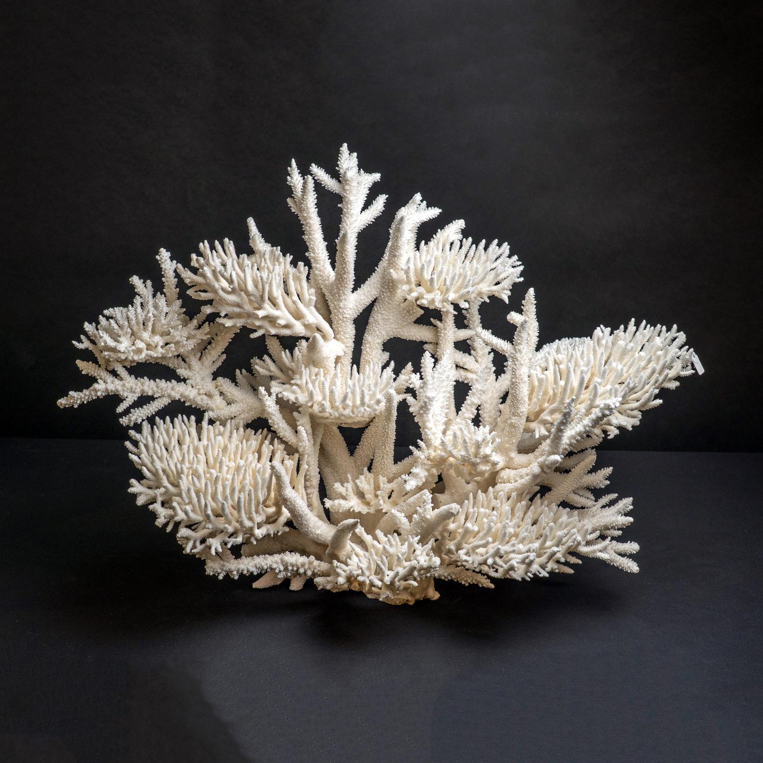 Véritable nid d'oiseau avec Branch Coral (15.5 lbs) en vente 2