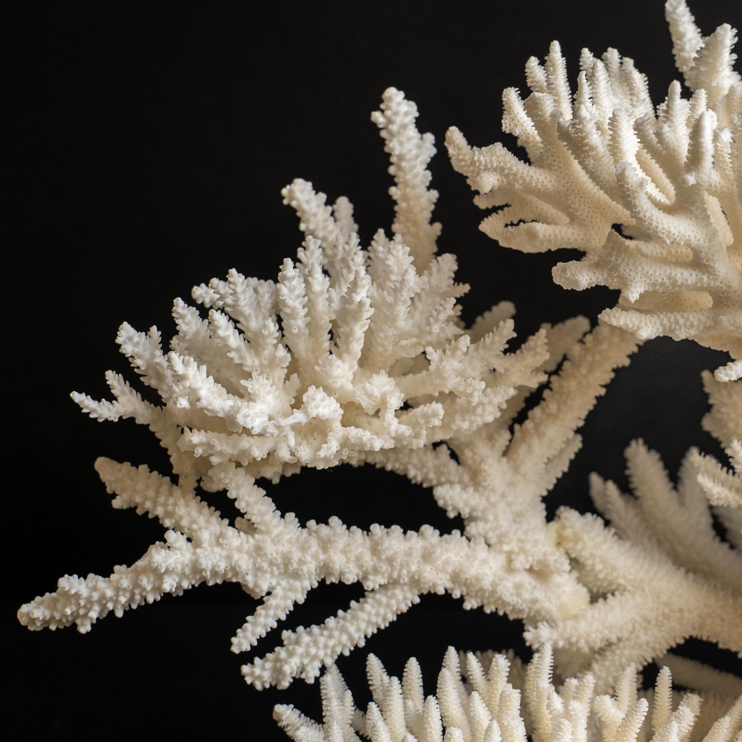 Véritable nid d'oiseau avec Branch Coral (15.5 lbs) en vente 3