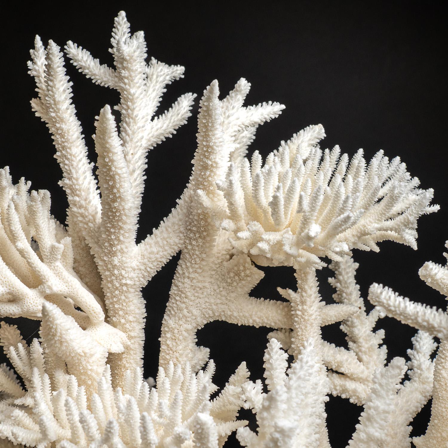 Véritable nid d'oiseau avec Branch Coral (15.5 lbs) en vente 4