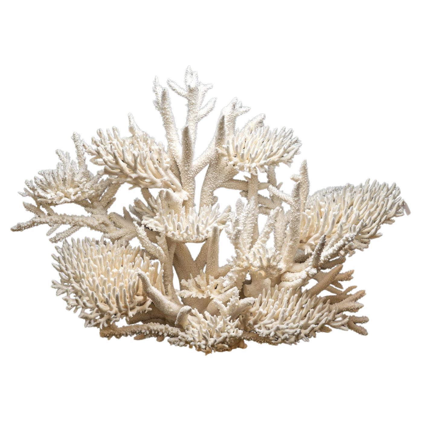 Genuine Birds Nest with Branch Coral (15.5 lbs)