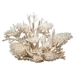 Genuine Birds Nest with Branch Coral (15.5 lbs)
