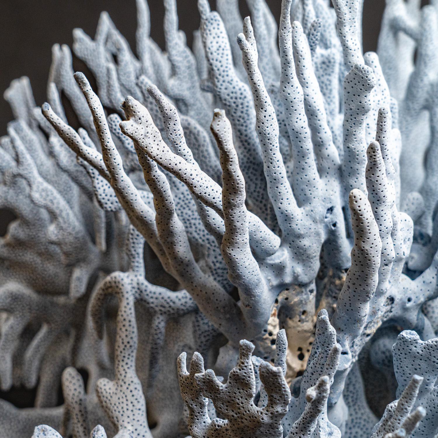 Top quality natural flat bladed (laminar) formation of blue ridge coral. Heliopora coerulea is a unique species of coral in the wild and great to use in the aquarium. Despite being extremely widespread and common on wild reefs, for some reason blue