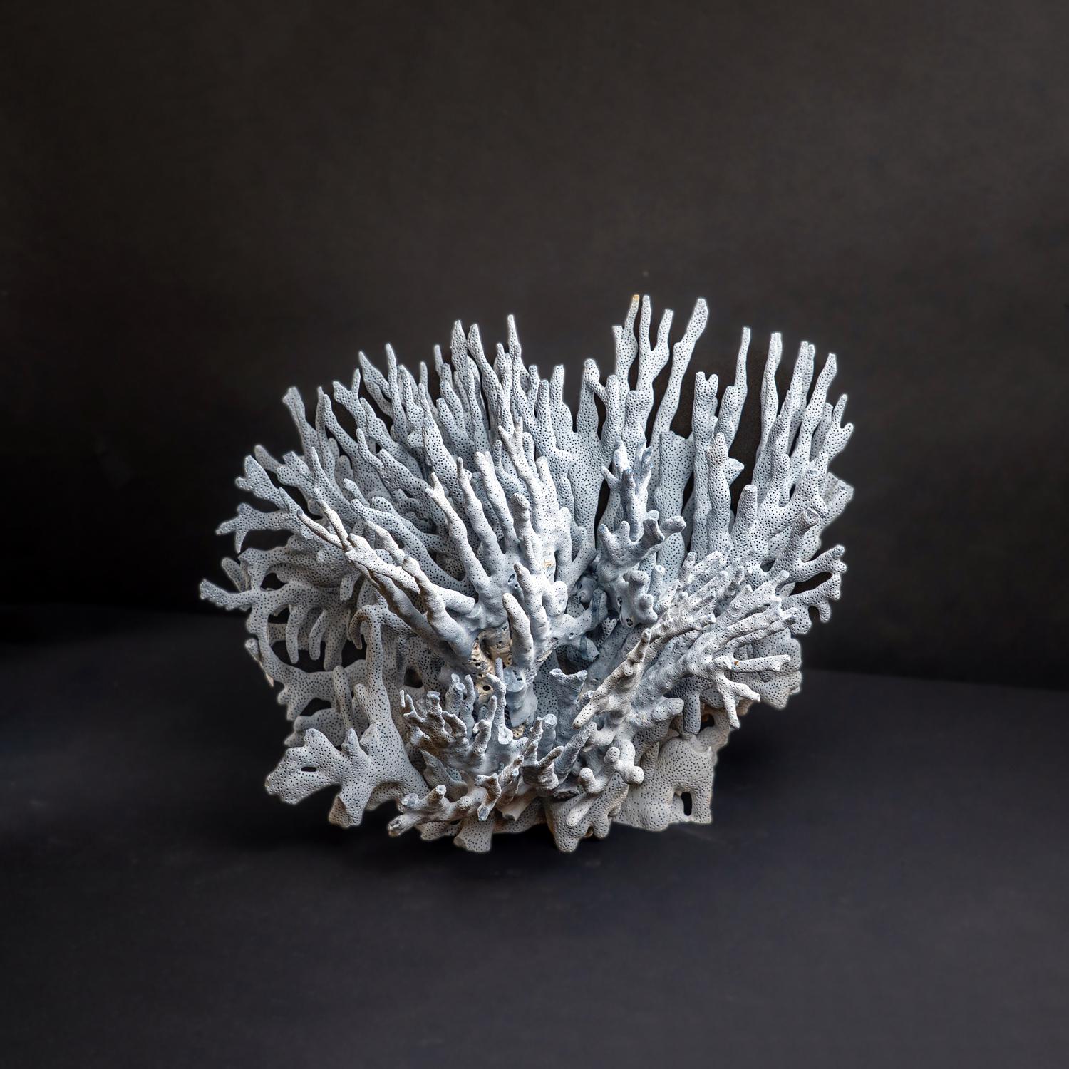 Contemporary Genuine Blue Ridge Coral (12