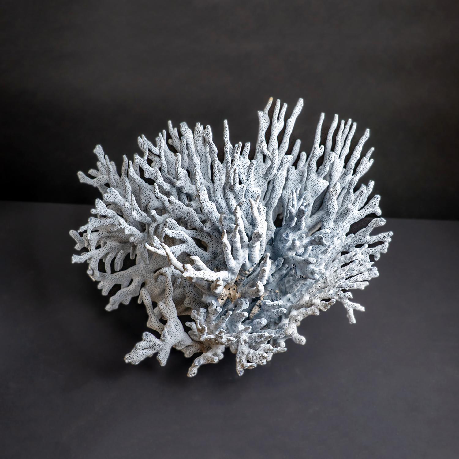 Other Genuine Blue Ridge Coral (12