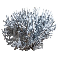 Coral genuino de Blue Ridge (12", 12,5 libras)