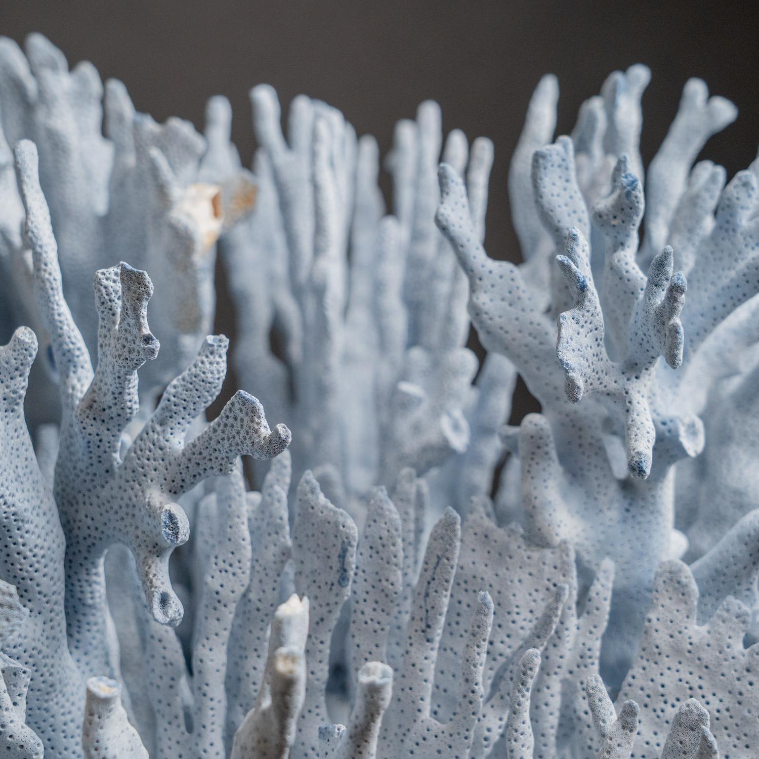 Top quality natural flat bladed (laminar) formation of blue ridge coral. Heliopora coerulea is a unique species of coral in the wild and great to use in the aquarium. Despite being extremely widespread and common on wild reefs, for some reason blue