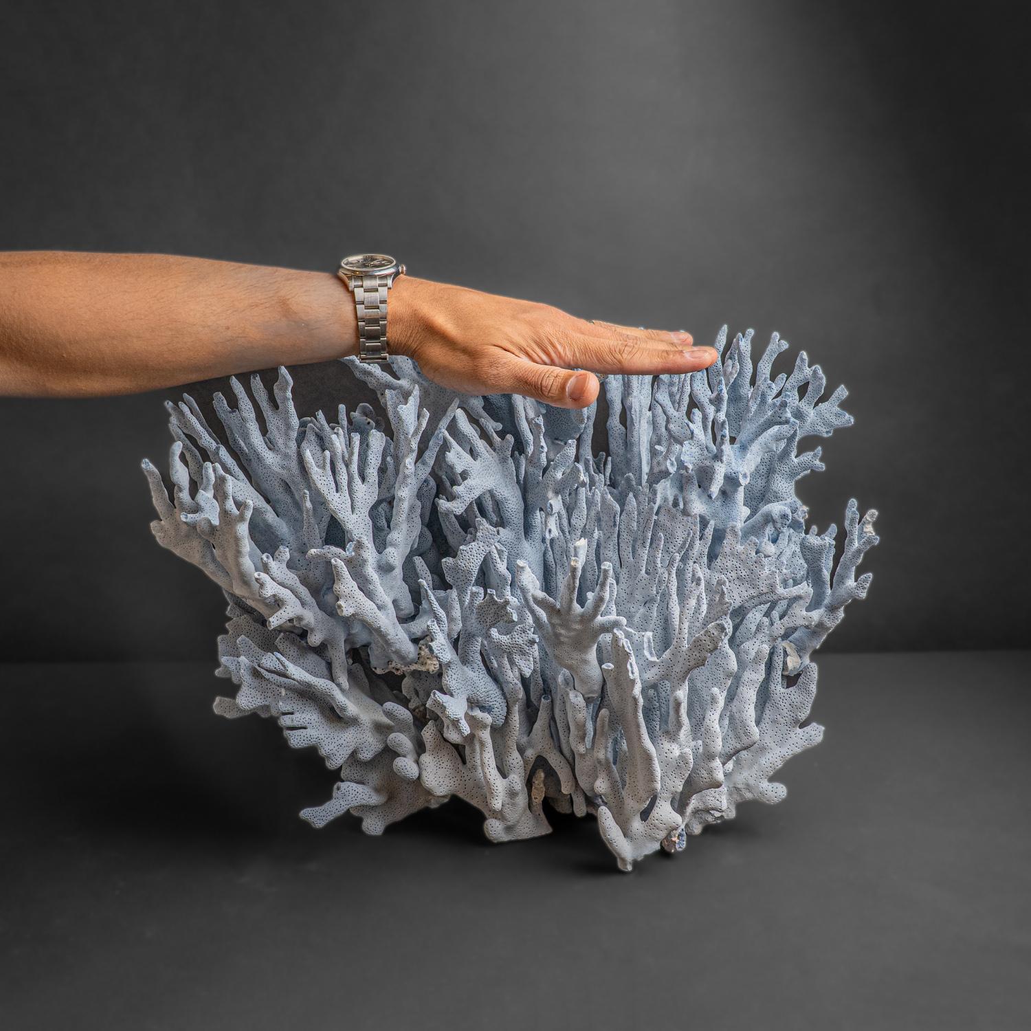 Genuine Blue Ridge Coral (15