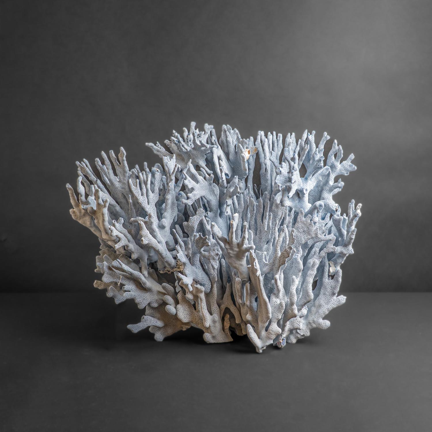 Other Genuine Blue Ridge Coral (15