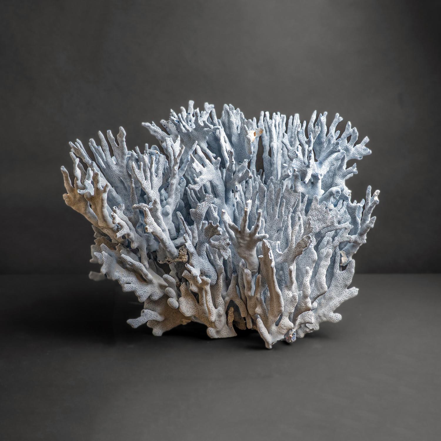 Genuine Blue Ridge Coral (15