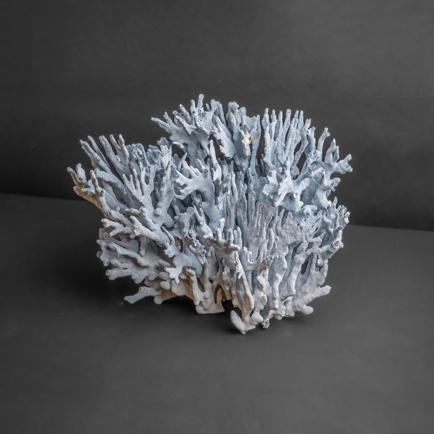 Genuine Blue Ridge Coral (15
