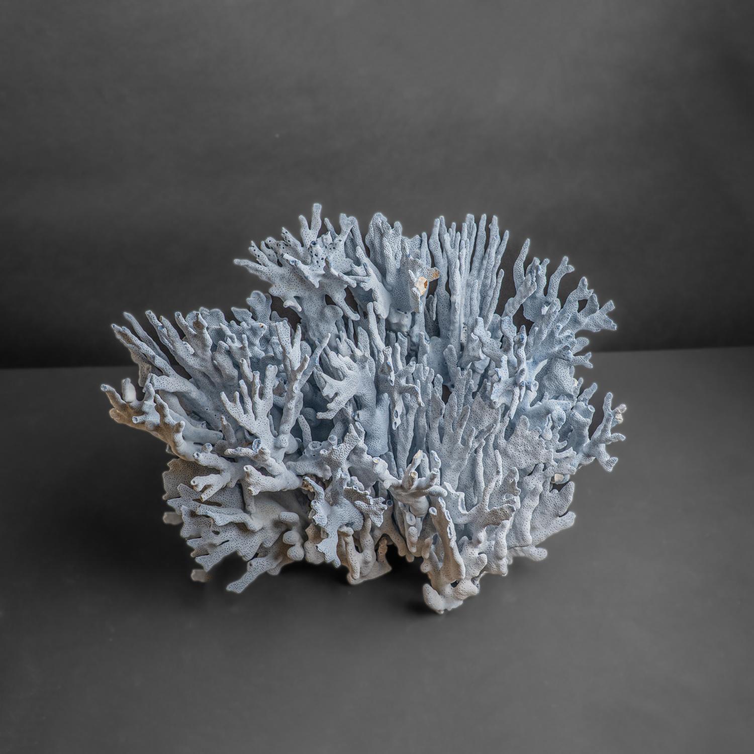 Genuine Blue Ridge Coral (15