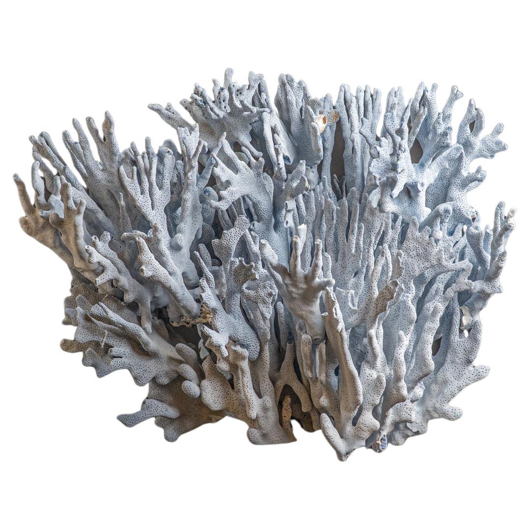 Coral Blue Ridge véritable (15 po., 15 lbs)
