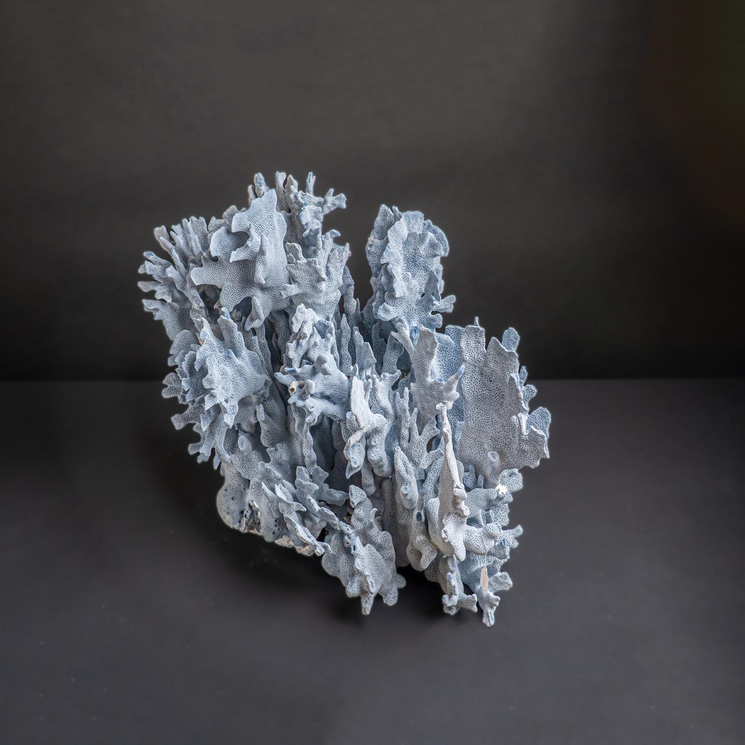 XXI secolo e contemporaneo Corallo autentico di Blue Ridge (16