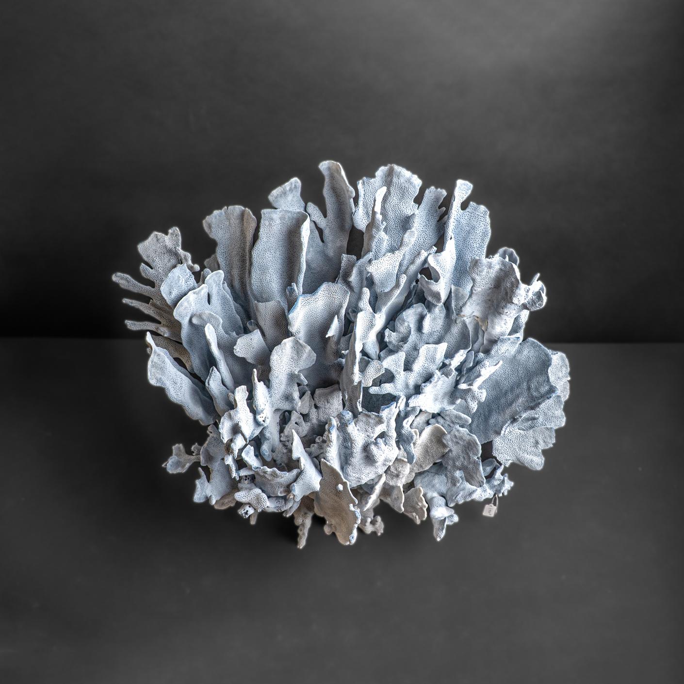 Genuine Blue Ridge Coral (18