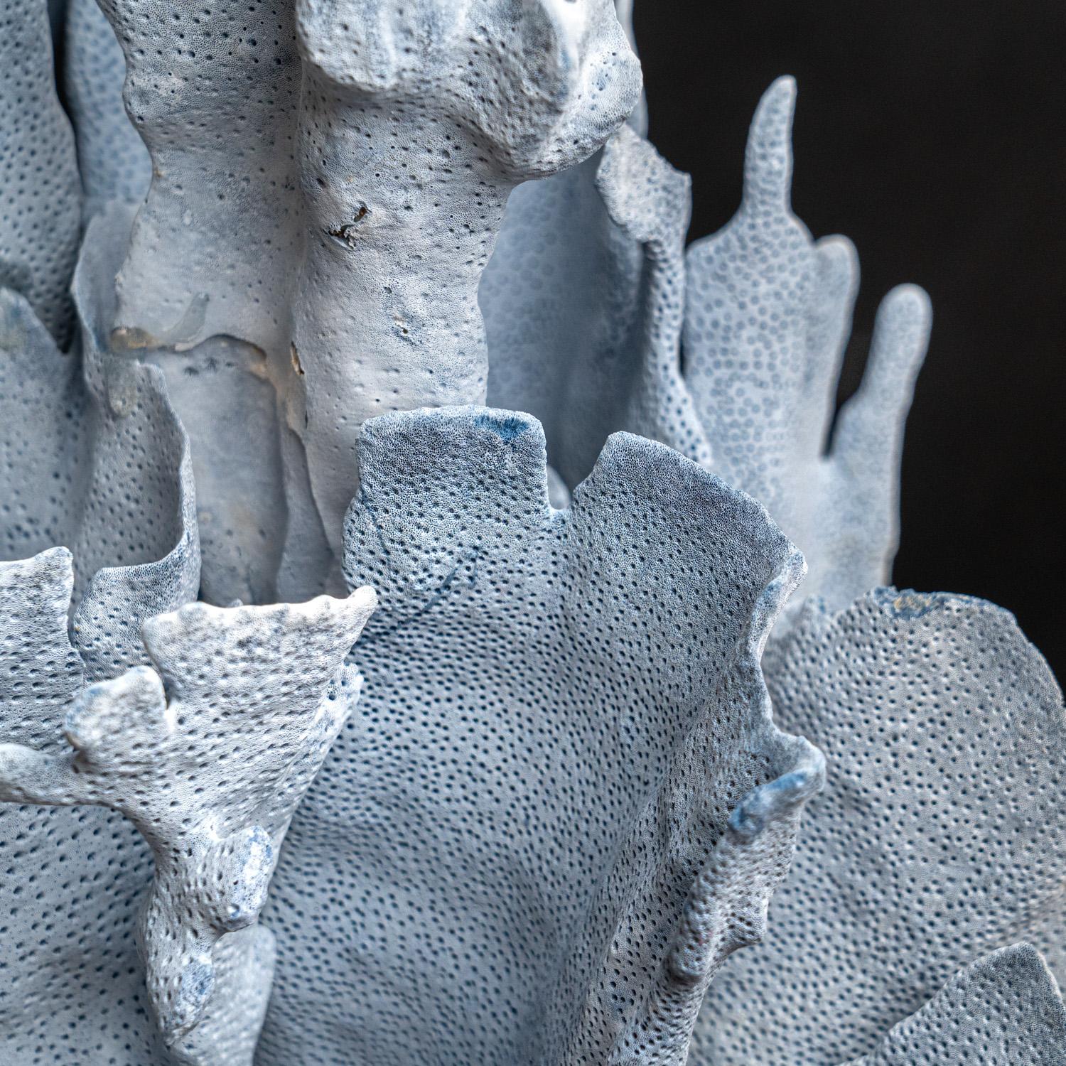 Other Genuine Blue Ridge Coral (18