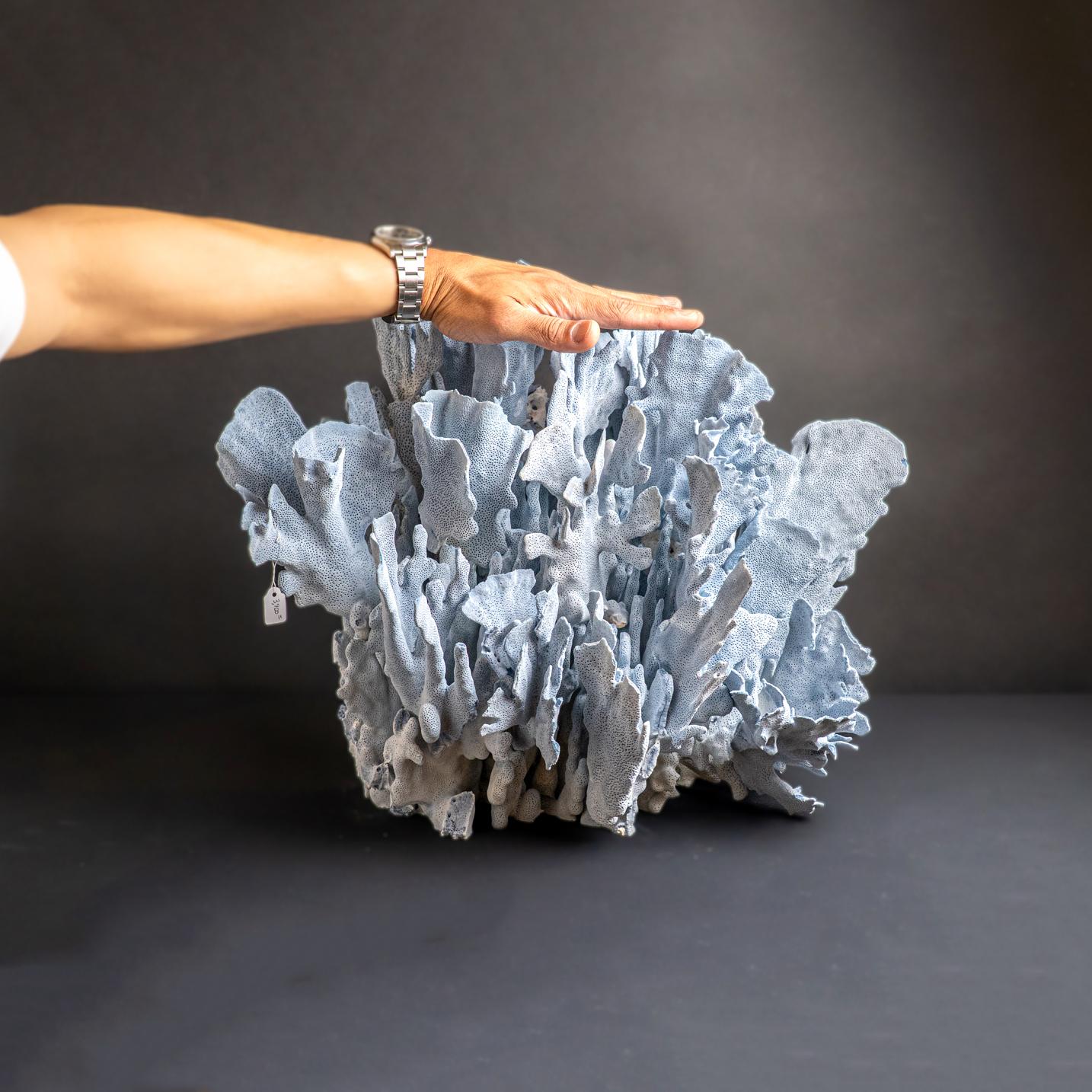 Top quality natural flat bladed (laminar) formation of blue ridge coral. Heliopora coerulea is a unique species of coral in the wild and great to use in the aquarium. Despite being extremely widespread and common on wild reefs, for some reason blue