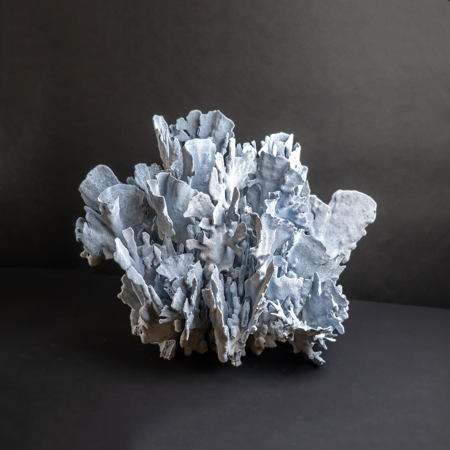Genuine Blue Ridge Coral (18
