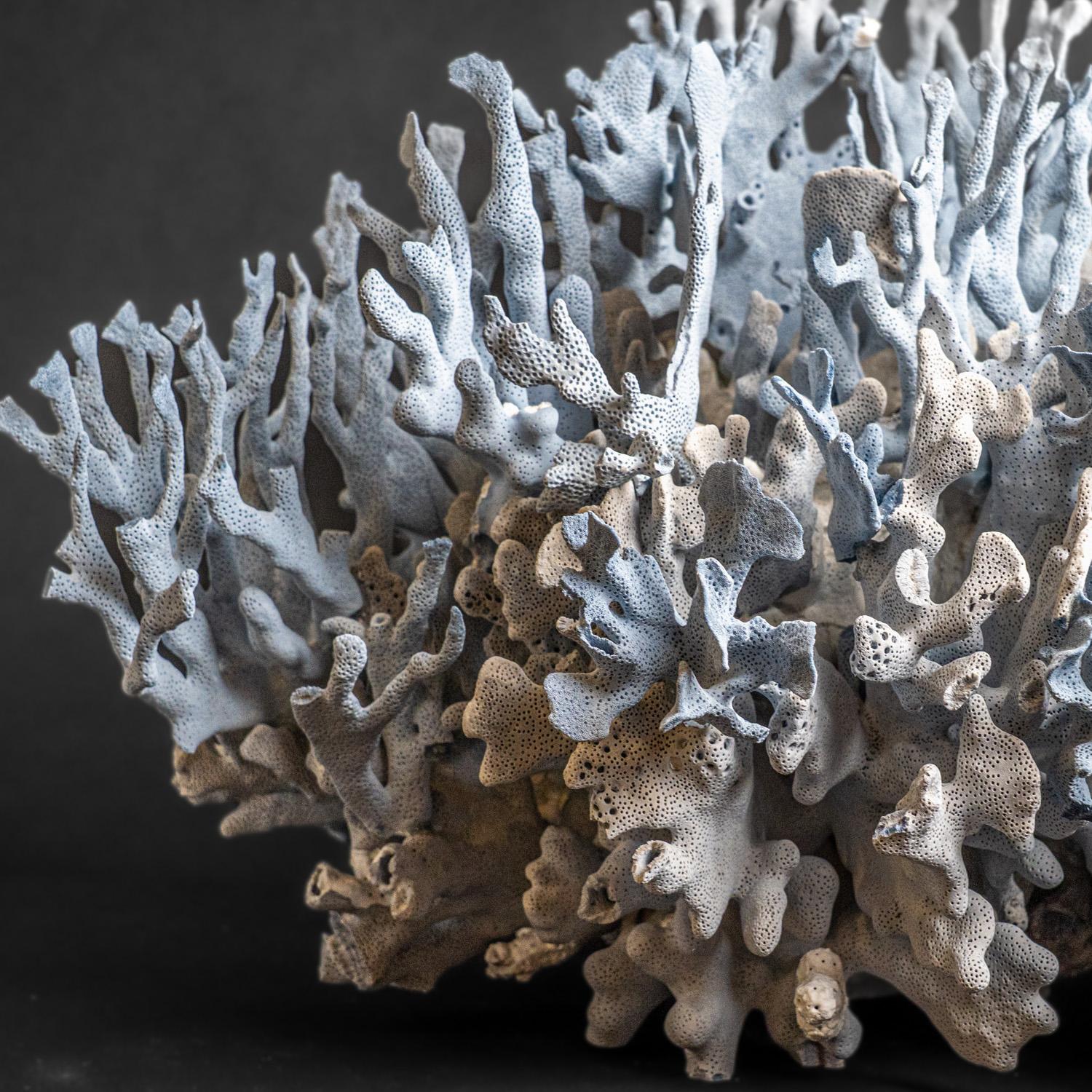 Top quality natural flat bladed (laminar) formation of blue ridge coral. Heliopora coerulea is a unique species of coral in the wild and great to use in the aquarium. Despite being extremely widespread and common on wild reefs, for some reason blue
