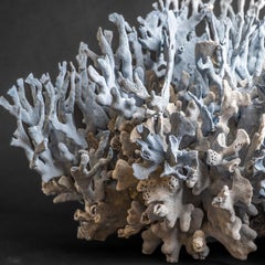 Genuine Blue Ridge Coral (18", 39.5 lbs)
