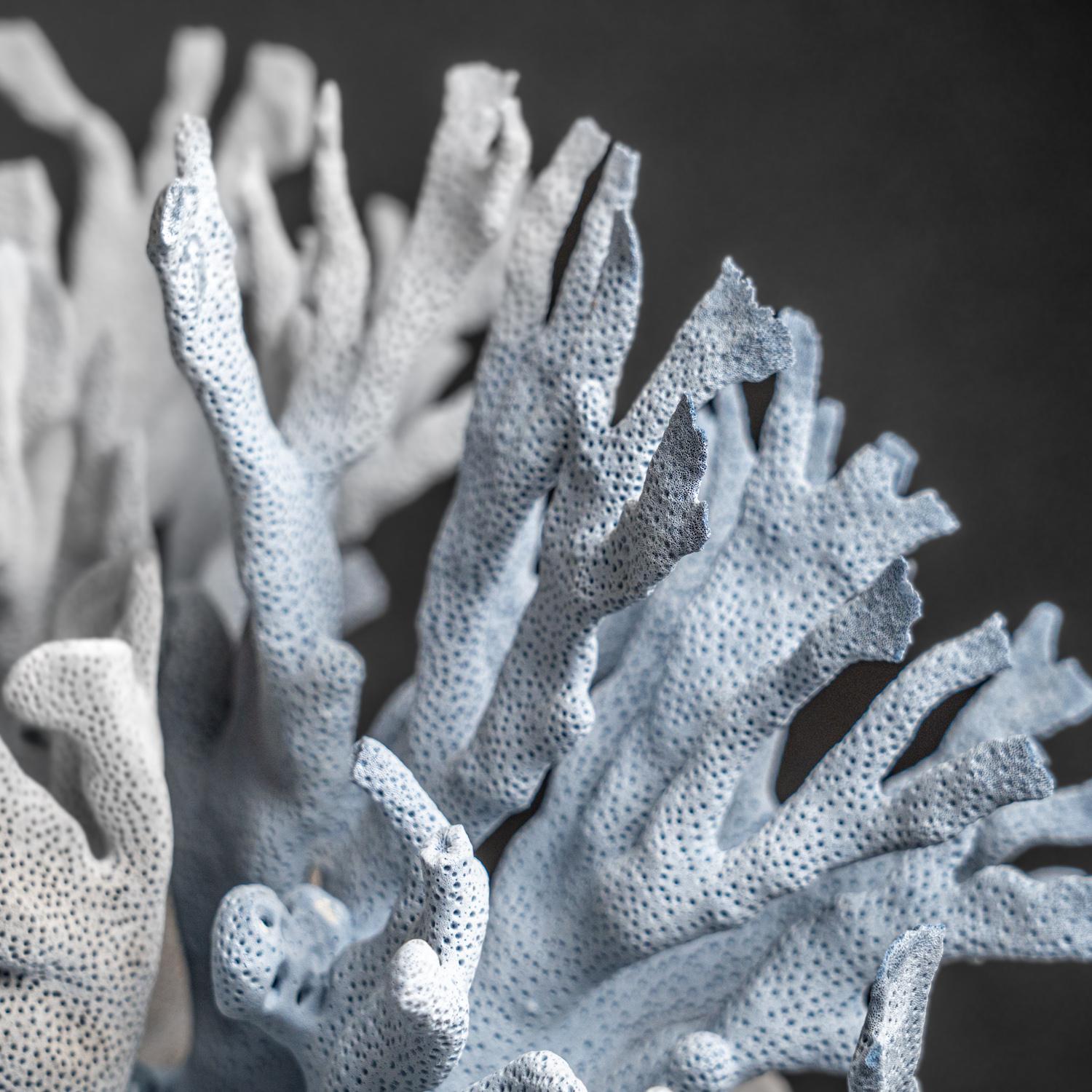 Genuine Blue Ridge Coral (18
