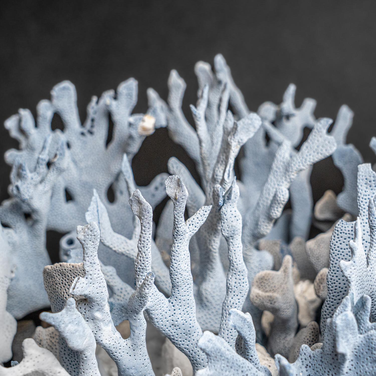 Genuine Blue Ridge Coral (18