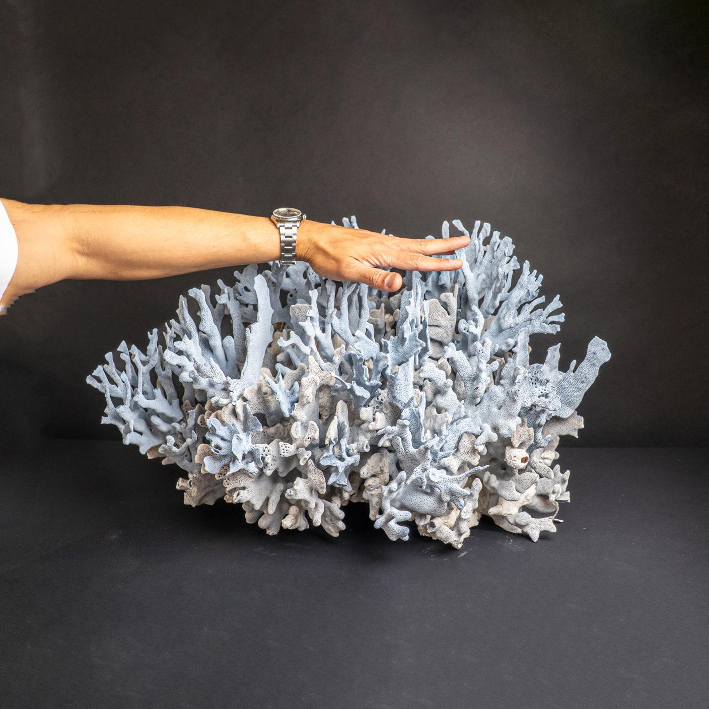 Genuine Blue Ridge Coral (18