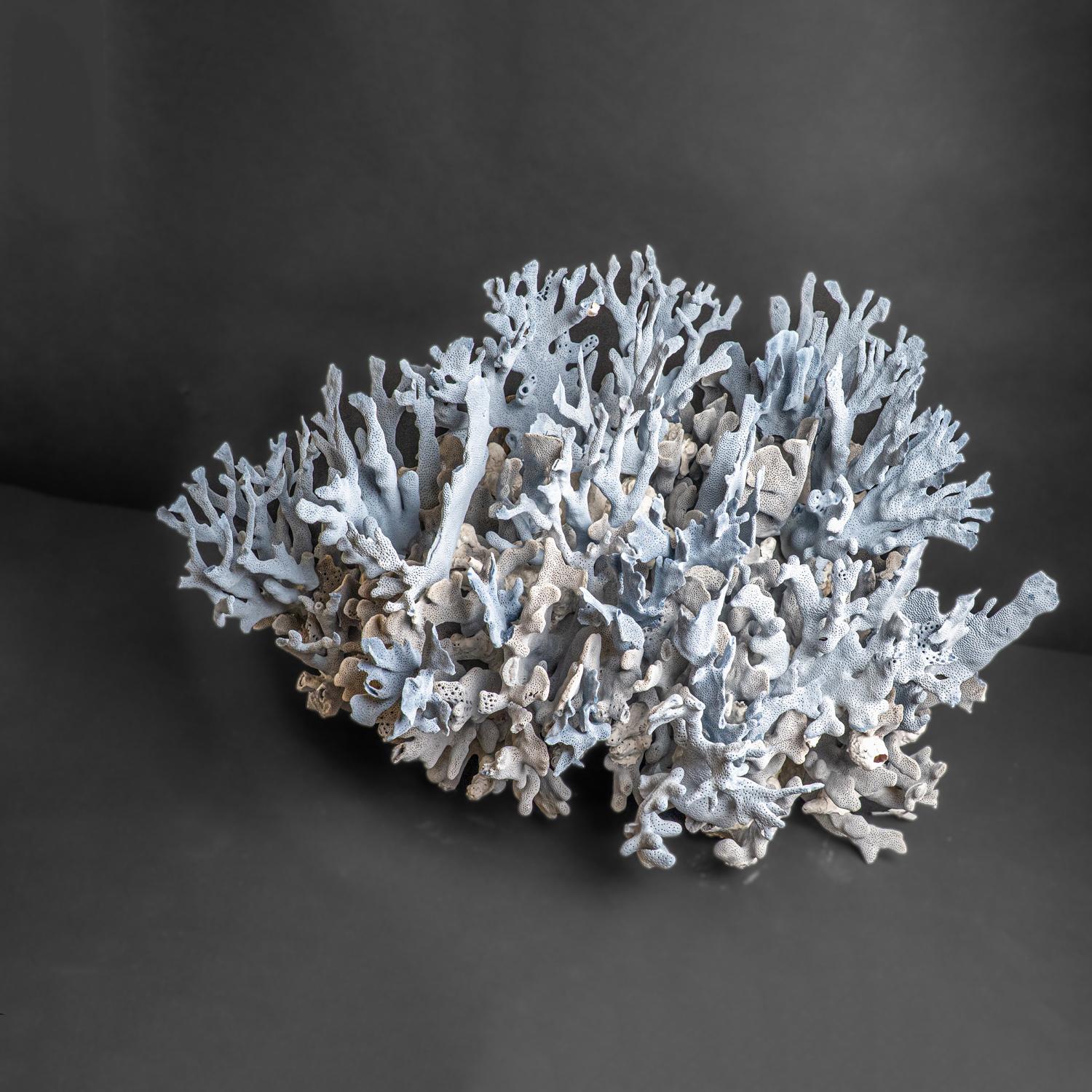 Genuine Blue Ridge Coral (18