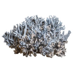 Genuine Blue Ridge Coral (18", 39.5 lbs)