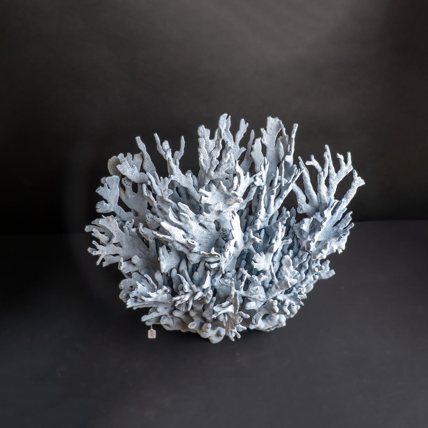 Contemporary Genuine Blue Ridge Coral (20