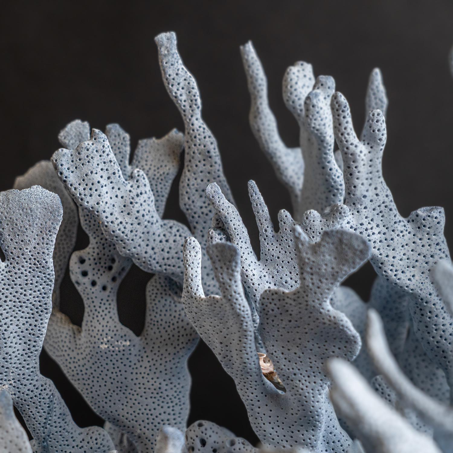 Genuine Blue Ridge Coral (20