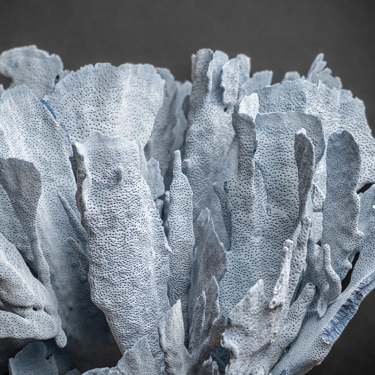Top quality natural flat bladed (laminar) formation of blue ridge coral. Heliopora coerulea is a unique species of coral in the wild and great to use in the aquarium. Despite being extremely widespread and common on wild reefs, for some reason blue