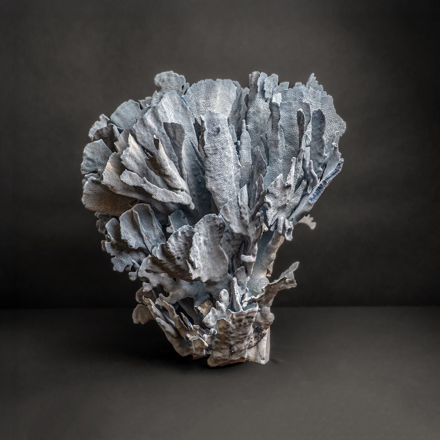 Other Genuine Blue Ridge Coral (21